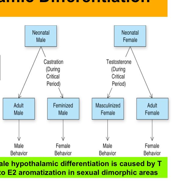 Hypothalamic Differentiation ex Neuroendo control Male hypothalamic is caused by T to 2 aromatization in sexual dimorphic areas Hypothalamic