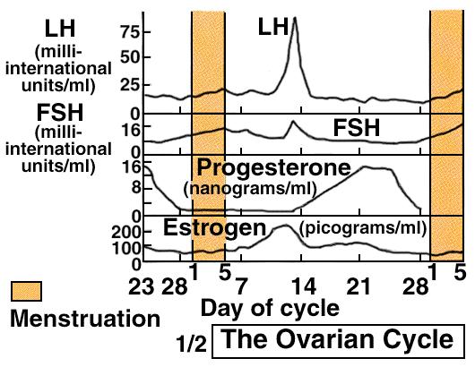 Hypothalamic Differentiation ex Neuroendo control Female hypothalamic, the default program, includes 2 s ability to induce ovulation Hypothalamic Differentiation ex Neuroendo control embriology,