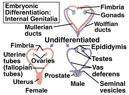 Introduction ex Neuroendo control egg sperm genetic sex external features gonadal sex phenotypic sex internal urogenital system external secondary genitalia sex charachteristics FH-LH secretion CN