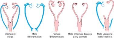 Tissues destined to form male tract are in blue; tissues that develop into female tract are in pink.