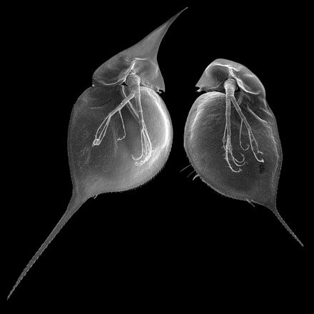 Other dramatic examples of the effects of environment on phenotype The water flea Daphnia lumholtzi usually reproduces parthenogenetically: diploid females produce diploid daughters without