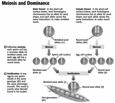 Meiosis and Mendel The steps of meiosis explain Mendel s results.