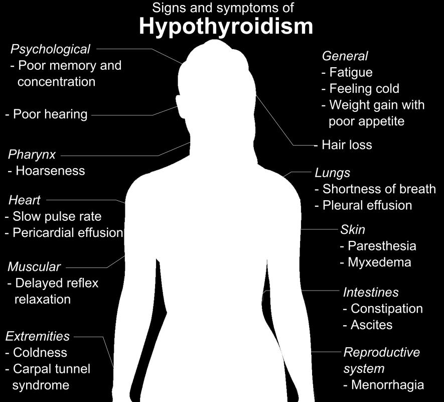 The thyroid gland is thought to regulate metabolism by affecting the level of cytochrome C, a vital intermediary in metabolism.