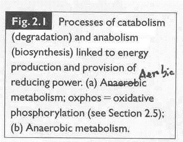 Chap 3 Metabolism and Growth I.