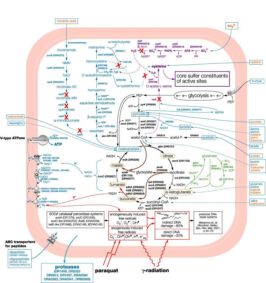 A simplified schematic illustration of metabolic pathways
