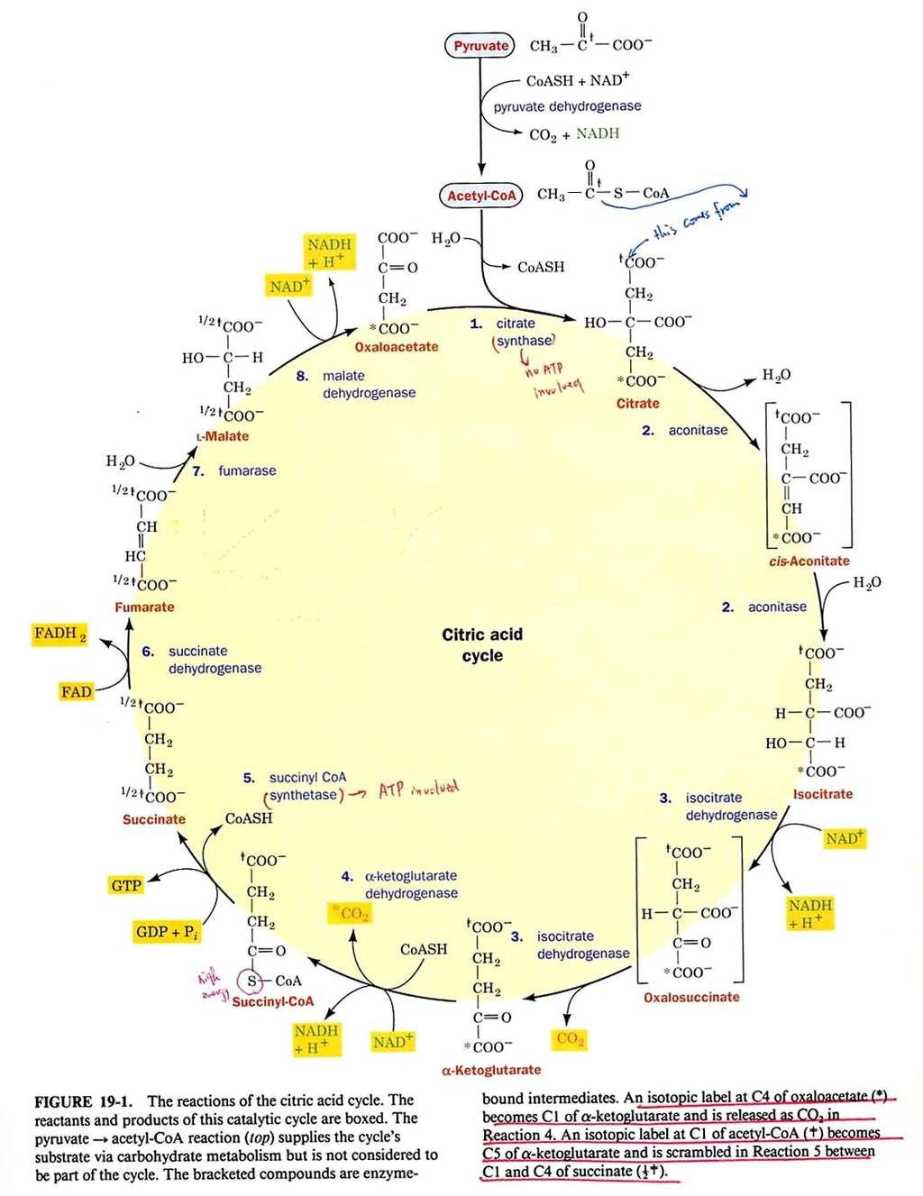 Tricarboxylic acid cycle (citric acid cycle, Krebs Cycle) The end product of the glycolysis, pyruvate, can be converted to acetyl coenzyme A (acetyl-coa).