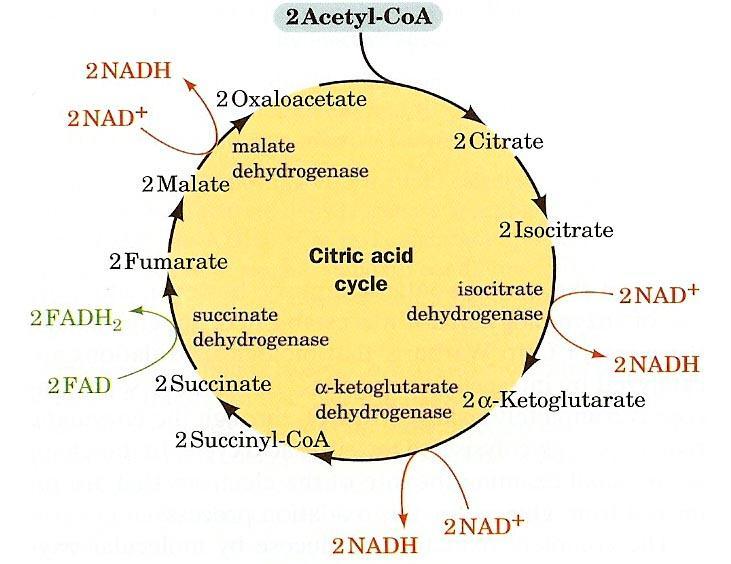 pyruvate dehydrogenase The main purposes of TCA cycle: 1. Provides key intermediates for biosynthetic reactions (Fig. 2.