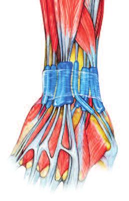 brevis Abductor pollicis longus Retinaculum Superficial branch of the radial nerve Radial artery Dorsal view Compartment 5 Extensor digiti minimi Compartment 6 Extensor carpi ulnaris Compartment 4