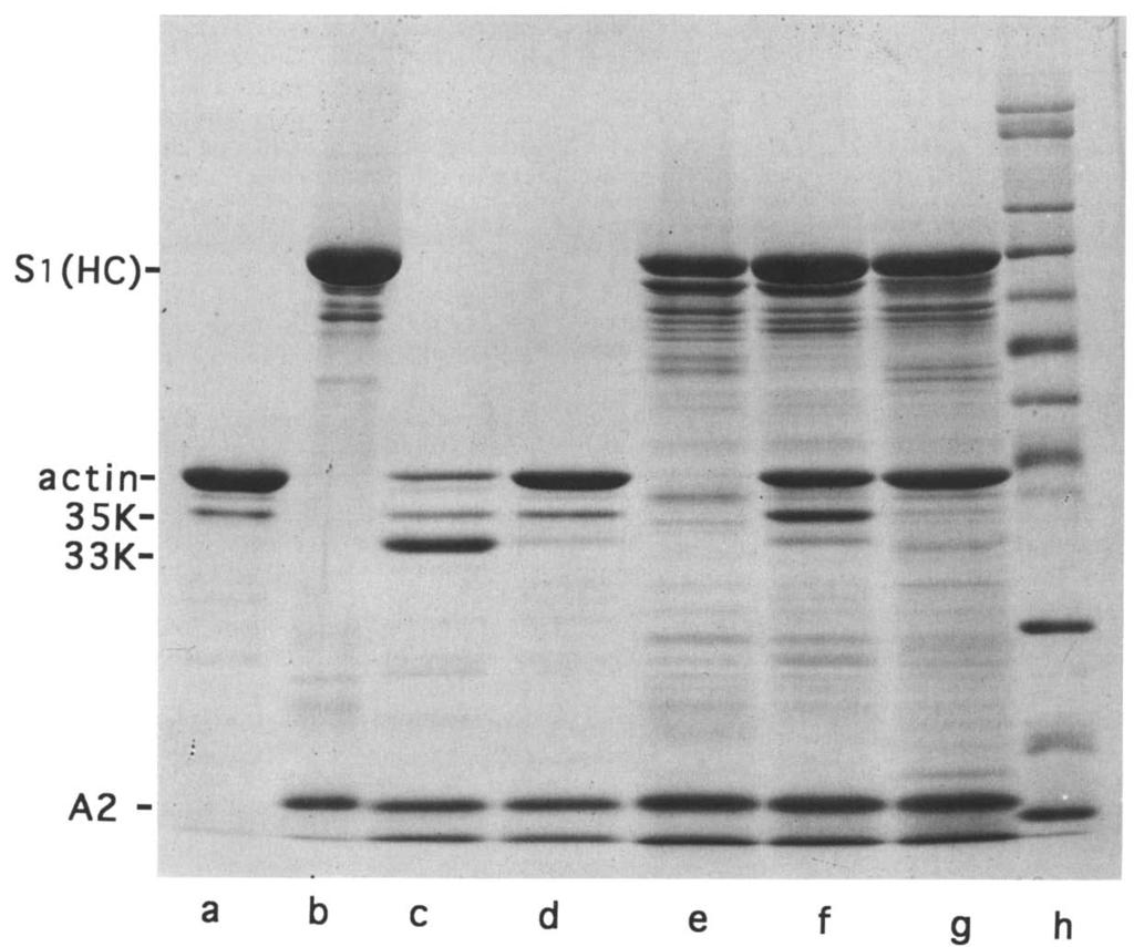 Volume 316, number 2 FEBSLETTERS January 1993 a b c d Fig. 2. a-chymotrypsin digestion of G- and F-actin in the presence and absence of $(A,).