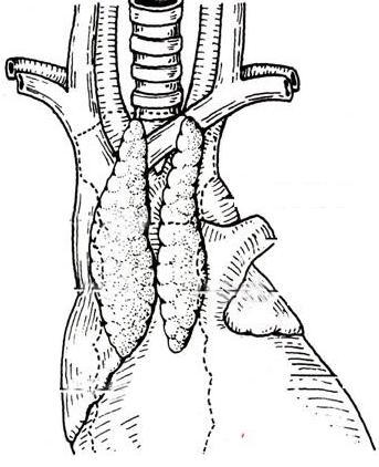Lymphatic organ -Thymus Location the back of manubrium of sternum anterior part of superior mediastinum Lobes dissymmetric