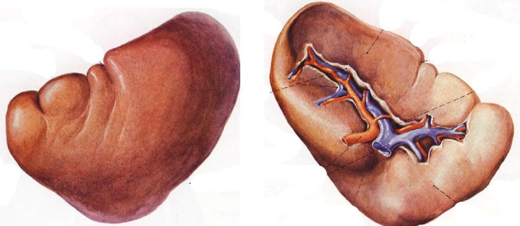 Lymphatic organ - Spleen Feature reddish or