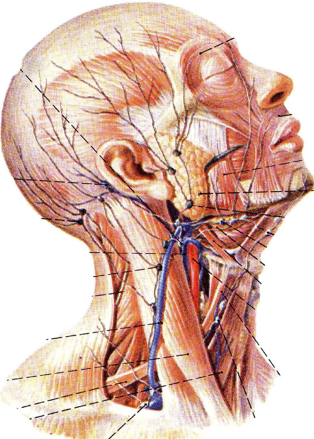 Lymphatic vessel & lymph nodes of head & neck Location: juncture of head & neck,around the vein & around digestive &