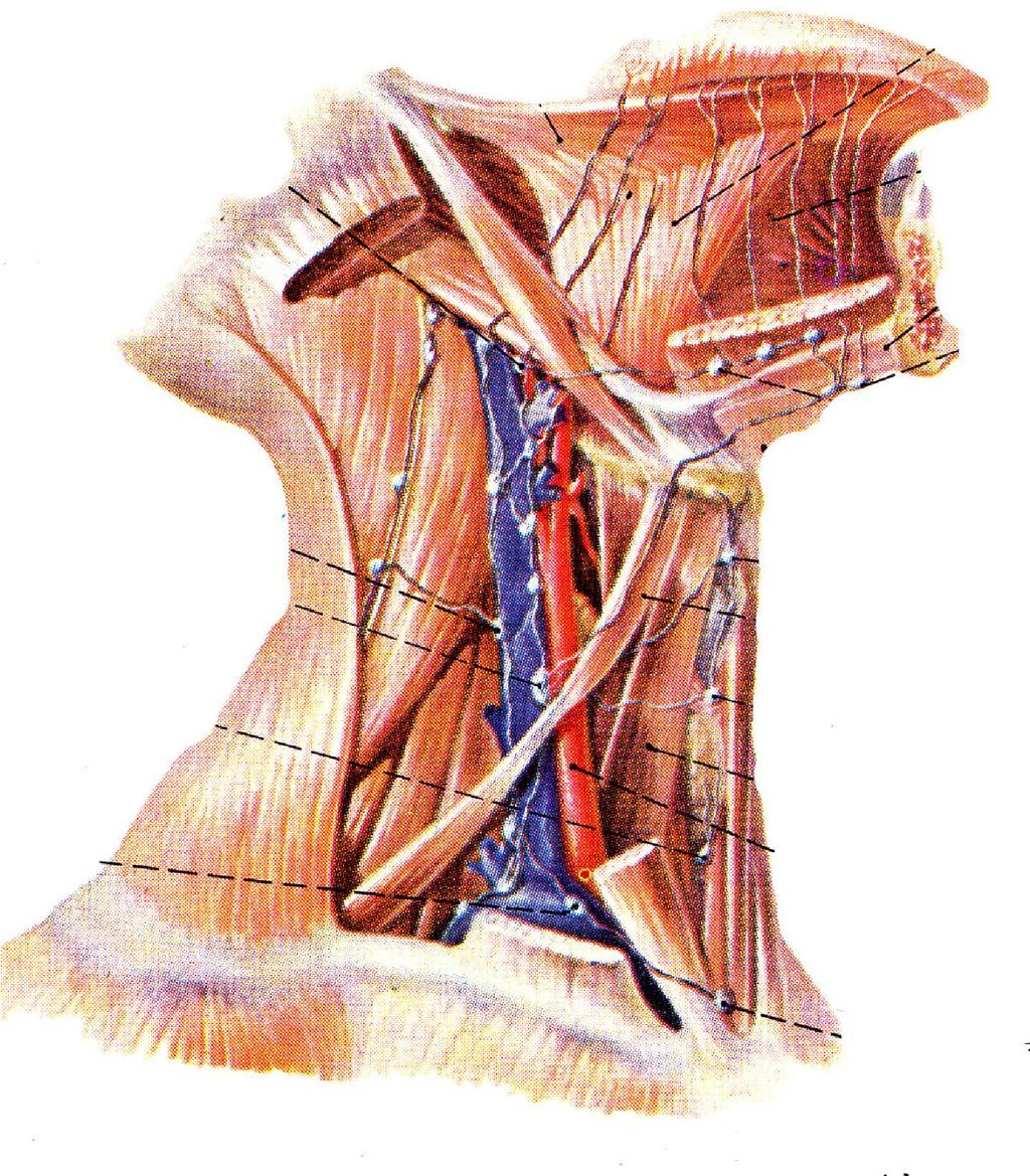 Neck: Sup.lateral cervical Ln. Deep lateral cervical Ln. (supraclavicular Ln.