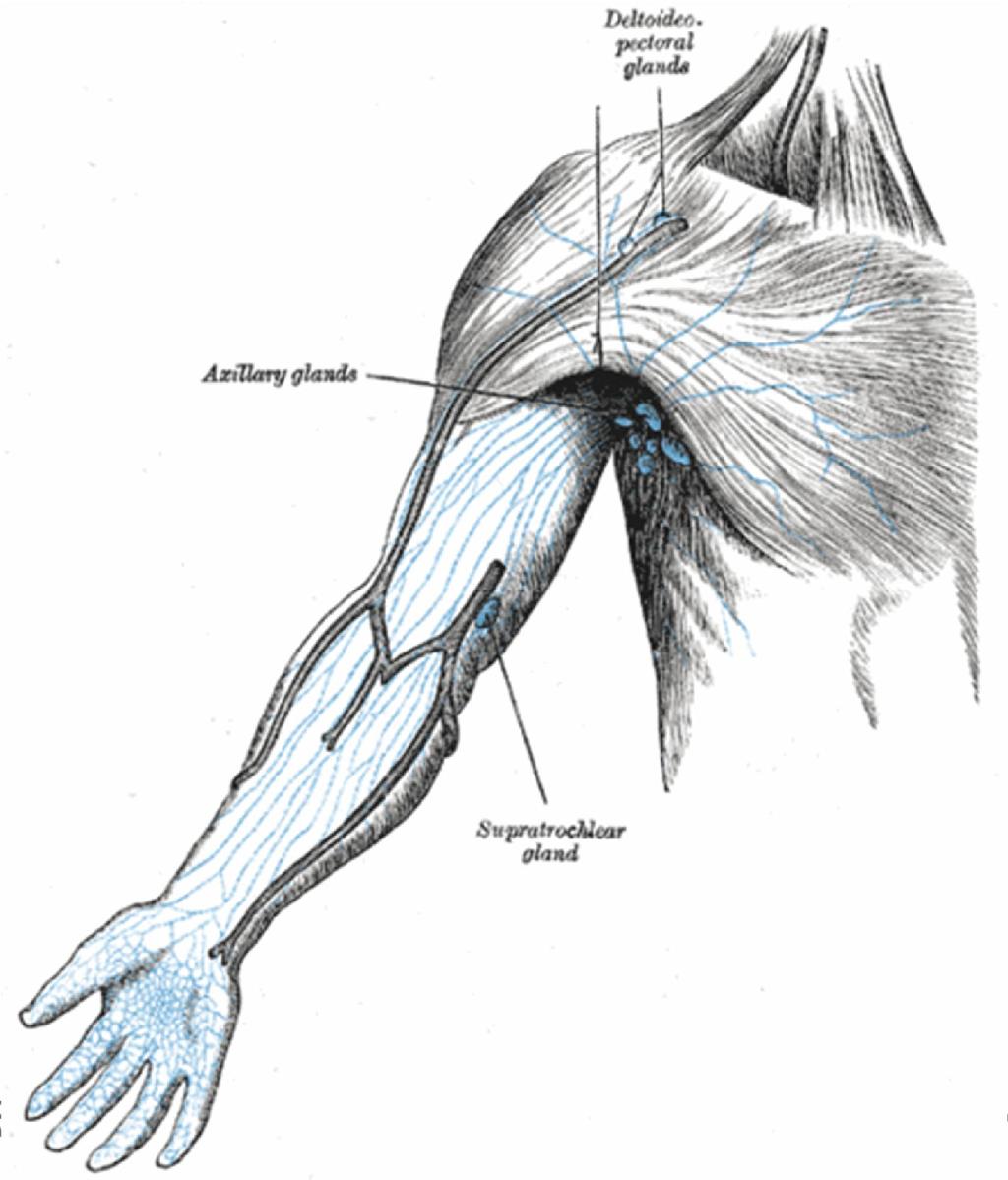 Lymph node of the upper limb