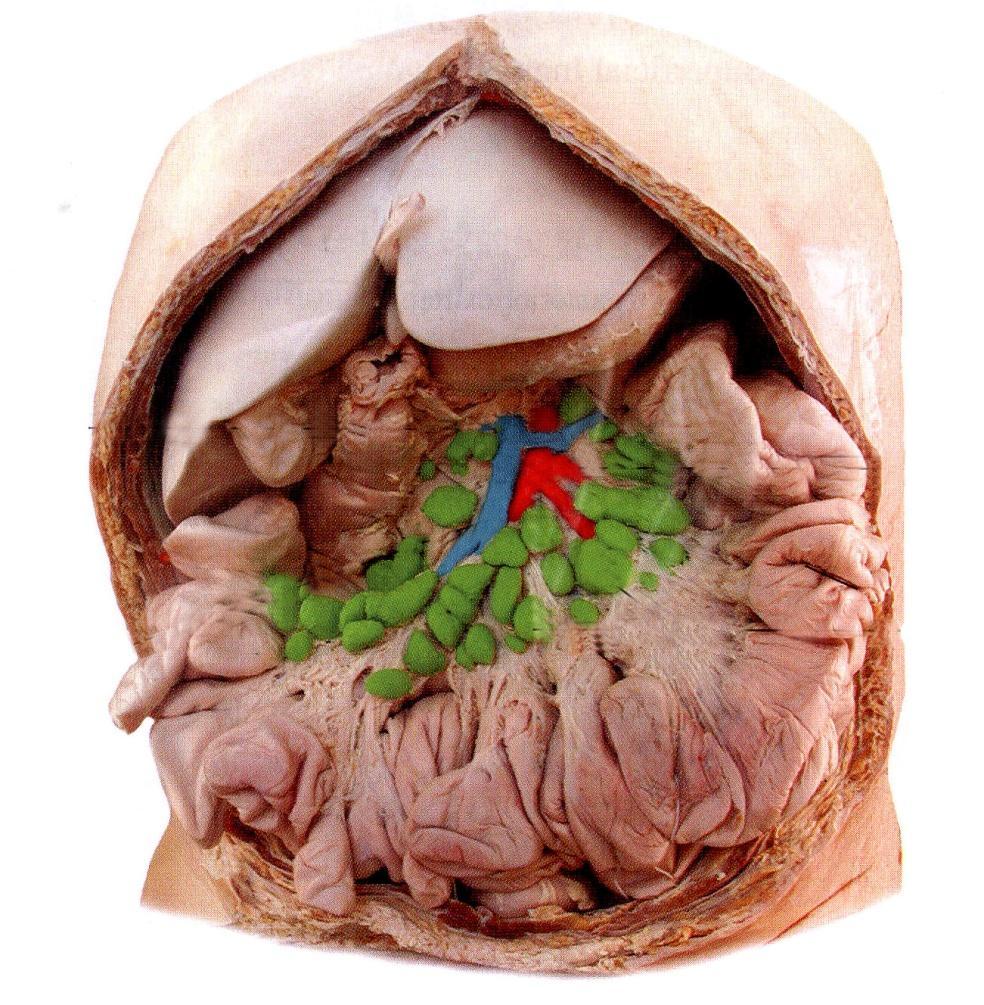 Lymph node of abdominal