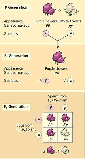 Parental generation Pure-breeding parents are homozygous for different traits for flower color Each parent produces only one type of gamete: purple parent (P), white parent (p) F 1 generation Hybrids