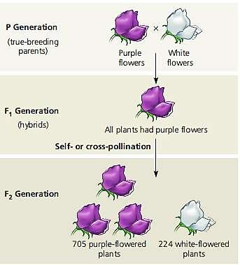 PP or Pp PP Pp pp pp Alternative versions of genes exist (alleles) Dominant Recessive