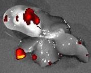 (infected) Liver CT 26-luc metastases model; Tail vein, IV RRV administration Tumor