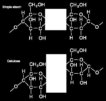 Notice how the 3 different carbohydrate polymers are made from the same glucose molecule but linked together in a different orientation Disaccharides (two sugar