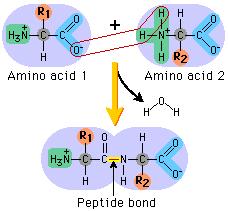Proteins are made up of many single molecules called amino acids that are linked together similar to carbohydrates.