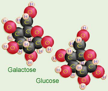 Complex Carbohydrates Glucose + galactose = lactose