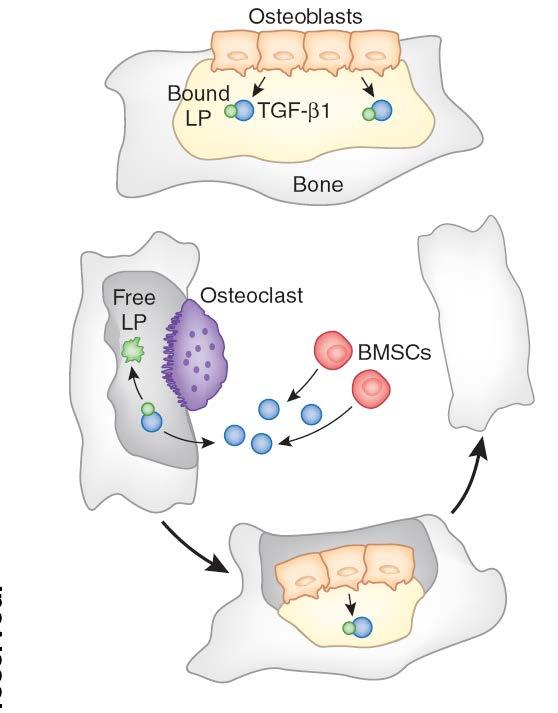 ROLE OF TGFβ1 IN COUPLING BONE RESORPTION TO BONE FORMATION