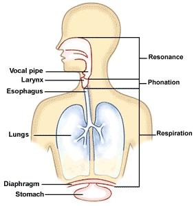 Pharynx Larynx Trachea Lungs Resonance