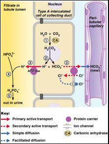Hydrogen Ion Excretion In response to acidosis: Kidneys generate bicarbonate ions