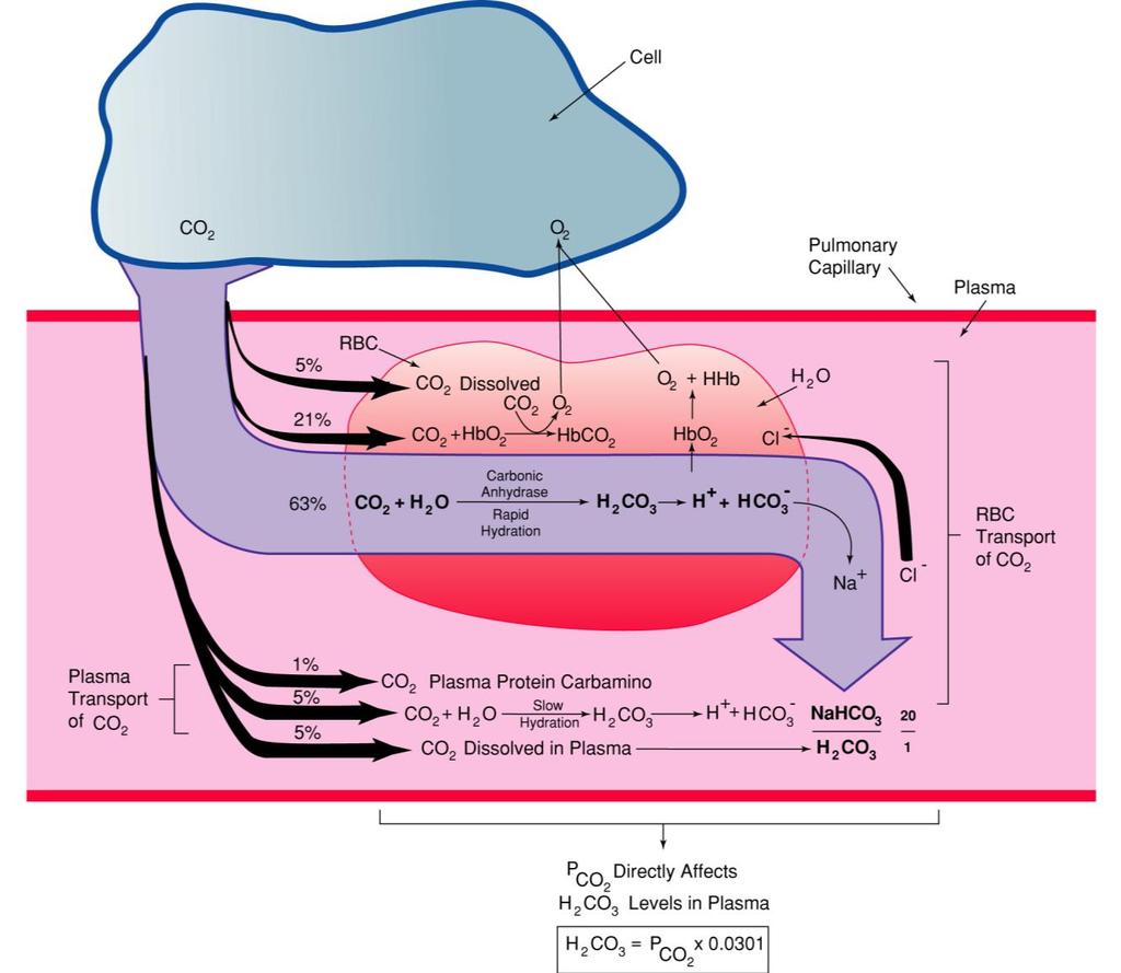 CO 2 Is Converted to HCO 3 Fig. 7-1. How CO 2 is converted to HCO 2 at the tissue sites.