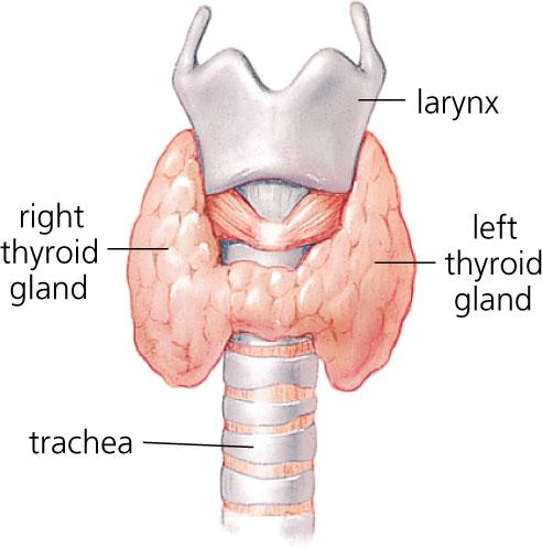 Thyroid Anatomy cont.