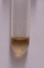 Figure S1. Photograph of a toluene solution of 6 nm CoPt 3 NCs in contact with water.