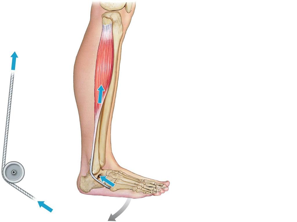 Figure 9.13 Levers and Pulleys (5 of 6) Fibularis longus The Lateral Malleolus as an Anatomical Pulley The lateral malleolus of the fibula is an example of an anatomical pulley.