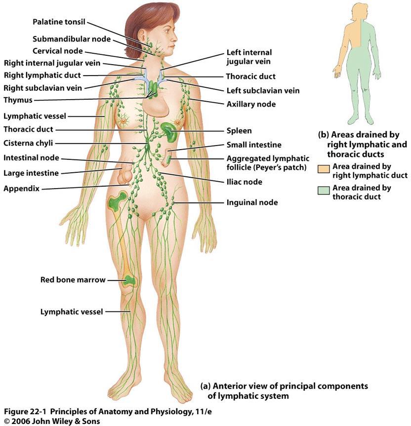 Lymphatic System o The lymphatic system consists of: Lymph Lymphatic vessels Lymphatic