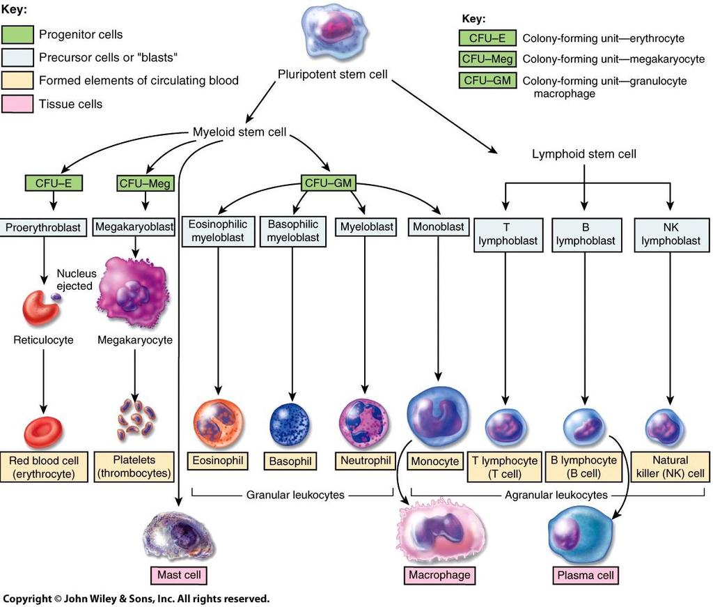 Formation of Blood cells Tortora, GJ & Derrickson, B 2014, Principles of anatomy and physiology,