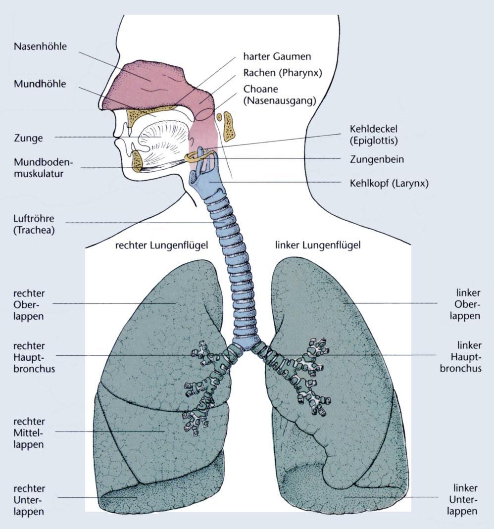 The healthy lung: The pathway of oxygen Nose, Pharynx: Warming, moistering