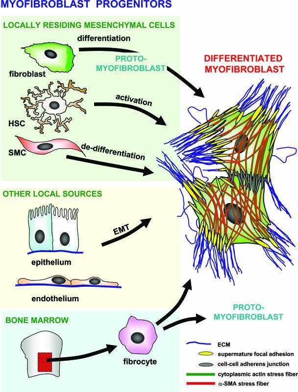 Origins of (myo)fibroblasts in fibrosis resident mesenchymal cells