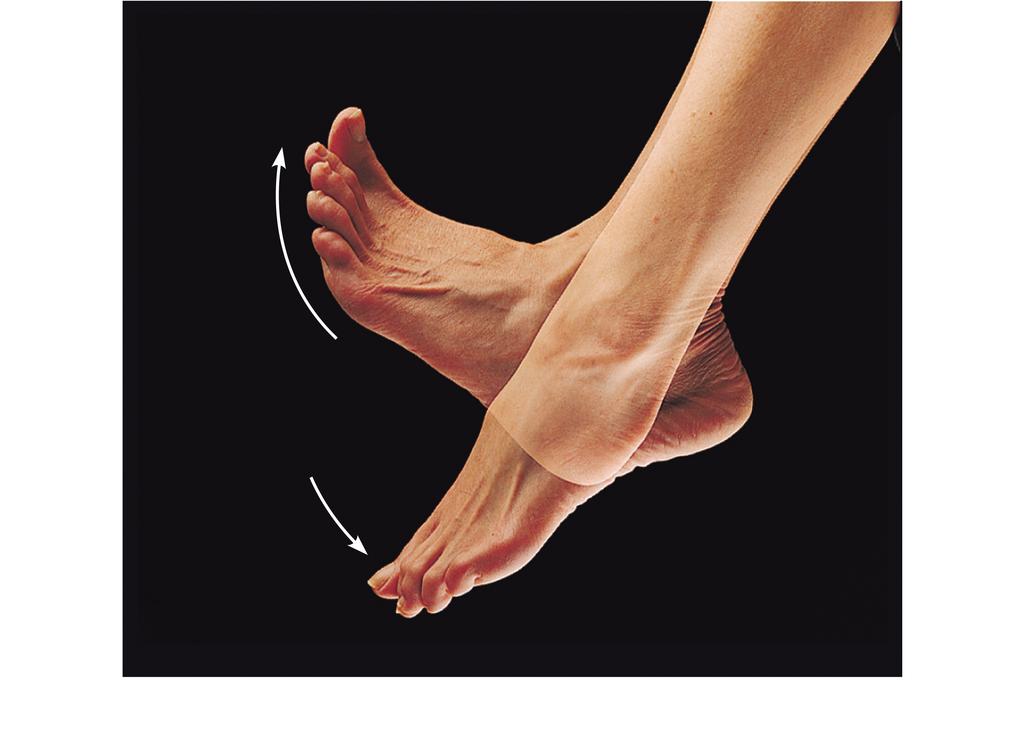 Pronation (P) and supination (S) Figure 8.