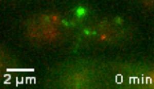 pombe cell expressing -tubulin. ase1 cell expressing SV40-GFP-atb2 as a marker of -tubulin (spindle) and Ndc80-GFP as a marker of the Kts (Kts are at the poles) were analyzed as in Video 1.