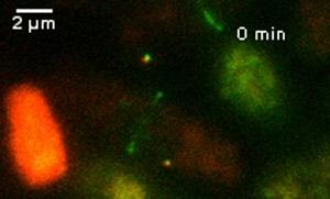 Fluorescent time-lapse imaging of Kt dynamic and cytokinesis in a wt S. pombe cell.
