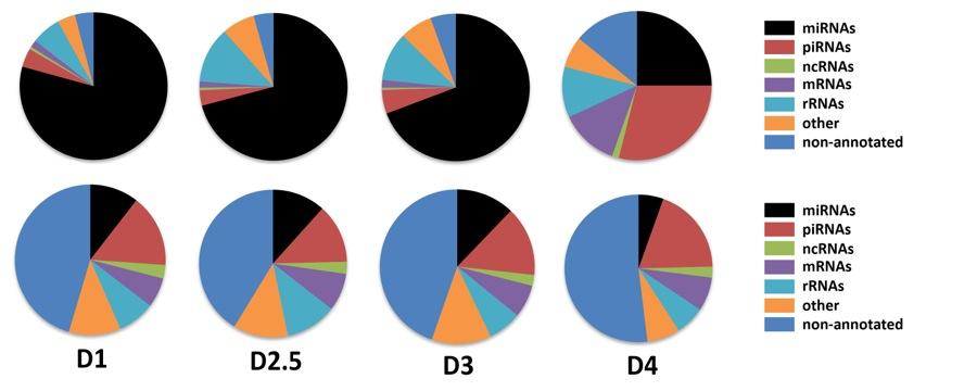 nt. RNA reads derived from 4 developmental stages are indicated in different colors. The size distribution and abundance of the reads from each stage are as indicated.