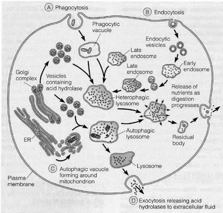 Function of the Lysosomes Lysosomes are membrane-enclosed organelles that contain an array of enzymes capable of breaking down all types of macromolecules proteins, nucleic acids, complex