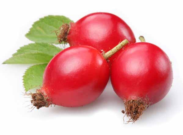 Rosehips hold a high concentration of Vitamin C than any citrus fruit can offer The intake of Vitamin