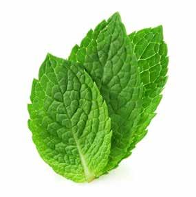 SPEARMINT Almost all parts of the spearmint herb have found a place in various traditional & modern medicine practices Spearmint is an aromatic herb packed with a number of health benefiting