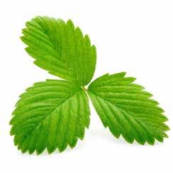 STRAWBERRY LEAF An important tonic with a mild and fruity flavor, Strawberry Leaf is usually recommended