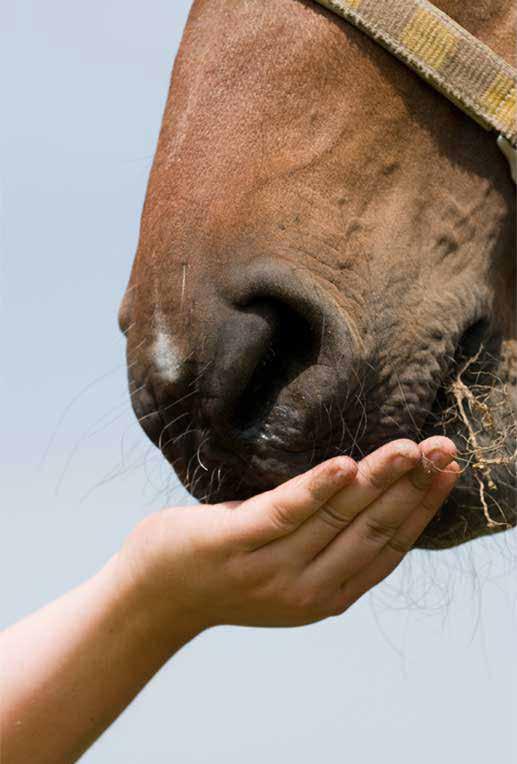 NUTRITION PLAYS A KEY ROLE IN HORSES & VERY SPECIFICALLY TO MARES IN THE PREGNANT LIFE STAGE These days, our horses rely on us for both food and shelter.
