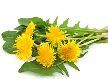 DANDELION Herbalists recommend Dandelion leaves to alleviate fluid retention during a mare s pregnancy There