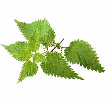 NETTLE LEAVES One of the finest nourishing tonics, Nettle leaves have more chlorophyll than any other herb Nettle leaves contain an abundant quantity of vitamins and minerals necessary for health and