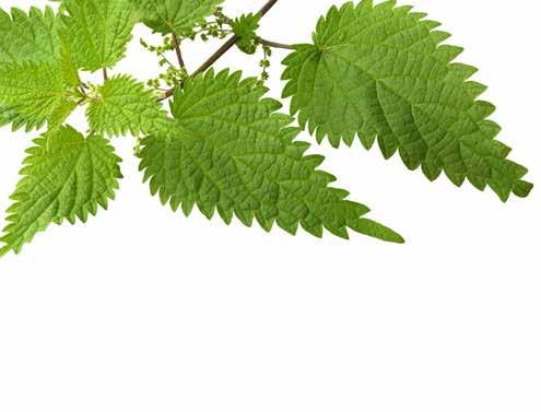 If you are blessed with a nettle patch near you, use the fresh plant as a pot herb in the spring.