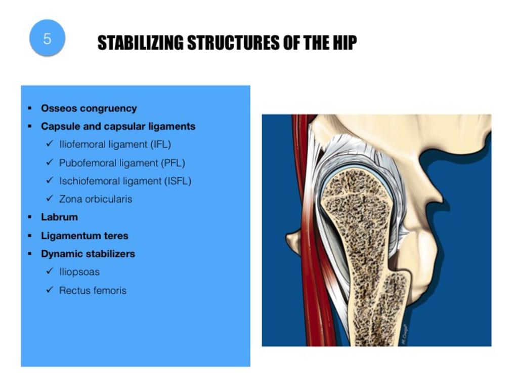 Fig. 21: The hip is a very stable joint due to its osseous anatomy.