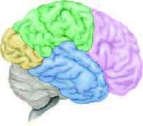 Reading Check What are the three parts of the human brain? lobes: the different regions into which the cerebral cortex is divided Figure 6.